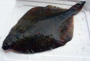 Plaice Dark