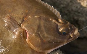 Plaice Head