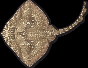 Thornback Ray