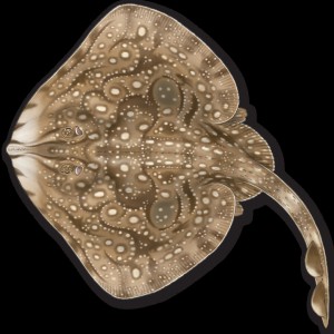 Undulate Ray