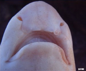 dogfish nasal
