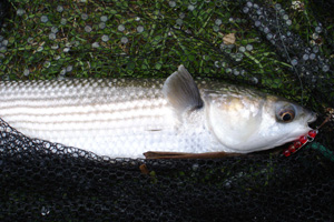 firstthinlippedmullet_large