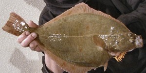 flounder orange spots