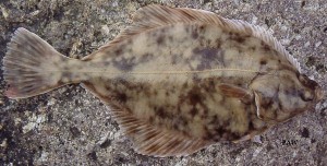 flounder2