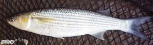 goldengreymullet