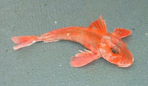 redgurnard