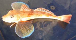 tubGurnard